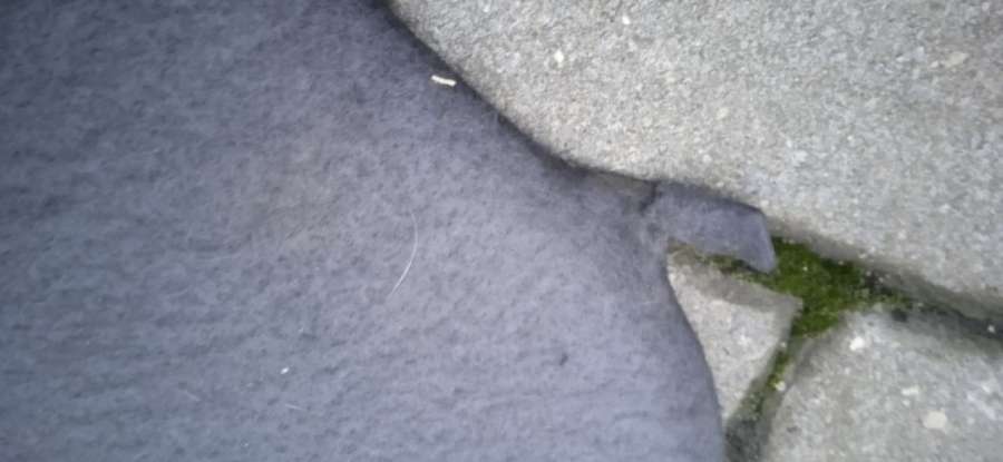 Обшивка багажника Citroen Xsara Picasso 2005г. | Фото № 8 Обшивка багажника Citroen Xsara Picasso 2005г. - Фото 8